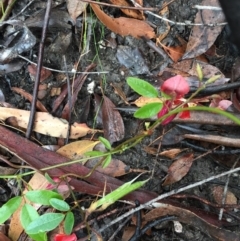 Kennedia rubicunda at Woodstock, NSW - 19 Sep 2020