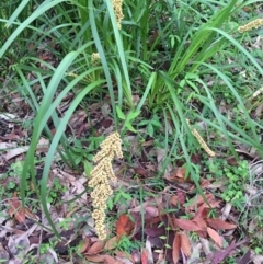 Lomandra longifolia (Spiny-headed Mat-rush, Honey Reed) at Woodburn, NSW - 17 Sep 2020 by Evelynm