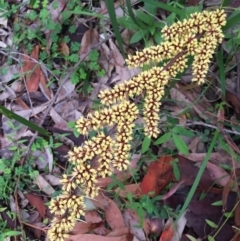 Lomandra longifolia at Woodburn, NSW - 17 Sep 2020