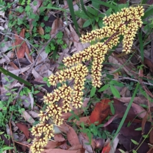 Lomandra longifolia at Woodburn, NSW - 17 Sep 2020