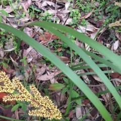 Lomandra longifolia at Woodburn, NSW - 17 Sep 2020