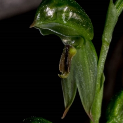 Bunochilus umbrinus (Broad-sepaled Leafy Greenhood) at Mount Jerrabomberra - 3 Sep 2020 by dan.clark