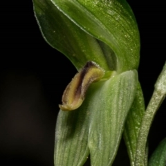 Bunochilus umbrinus (Broad-sepaled Leafy Greenhood) at Mount Jerrabomberra QP - 18 Aug 2020 by dan.clark