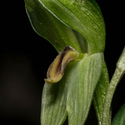 Bunochilus umbrinus (Broad-sepaled Leafy Greenhood) at Jerrabomberra, NSW - 18 Aug 2020 by dan.clark