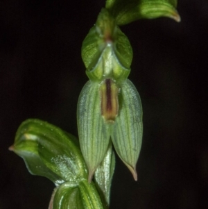 Bunochilus umbrinus at suppressed - 18 Aug 2020