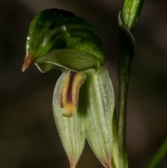 Bunochilus umbrinus at suppressed - 18 Aug 2020