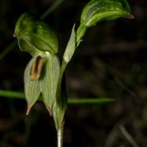 Bunochilus umbrinus at suppressed - 18 Aug 2020