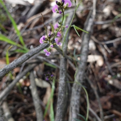 Glycine clandestina (Twining Glycine) at Red Hill Nature Reserve - 20 Sep 2020 by JackyF