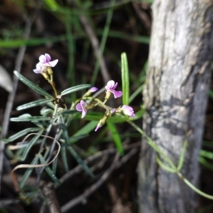 Glycine clandestina at Hughes, ACT - 20 Sep 2020