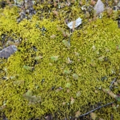 Triquetrella (A trailing moss) at Red Hill Nature Reserve - 20 Sep 2020 by JackyF