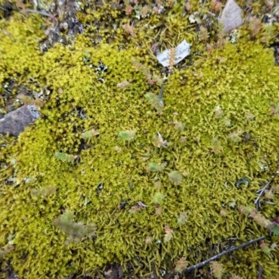 Triquetrella (A trailing moss) at Hughes, ACT - 20 Sep 2020 by JackyF