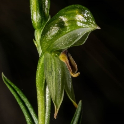 Bunochilus umbrinus (Broad-sepaled Leafy Greenhood) at Cuumbeun Nature Reserve - 6 Aug 2020 by dan.clark