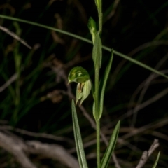 Bunochilus umbrinus at suppressed - 6 Aug 2020