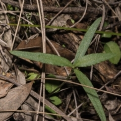 Bunochilus umbrinus at suppressed - 6 Aug 2020