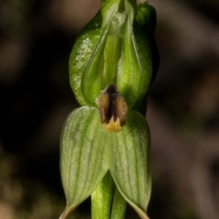 Bunochilus umbrinus at suppressed - 6 Aug 2020