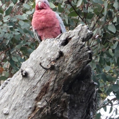 Eolophus roseicapilla (Galah) at Red Hill Nature Reserve - 20 Sep 2020 by JackyF