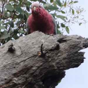Eolophus roseicapillus at Deakin, ACT - 20 Sep 2020