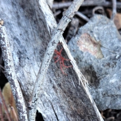 Rainbowia sp. (genus) (A mite) at Red Hill Nature Reserve - 20 Sep 2020 by JackyF