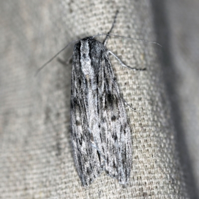 Capusa senilis (Black-banded Wedge-moth) at O'Connor, ACT - 19 Sep 2020 by ibaird