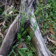 Hackelia suaveolens (Sweet Hounds Tongue) at Deakin, ACT - 20 Sep 2020 by JackyF