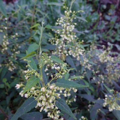 Gynatrix pulchella (Hemp Bush) at Deakin, ACT - 20 Sep 2020 by JackyF