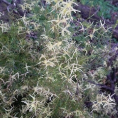 Clematis leptophylla (Small-leaf Clematis, Old Man's Beard) at Deakin, ACT - 20 Sep 2020 by JackyF