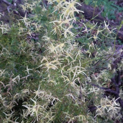 Clematis leptophylla (Small-leaf Clematis, Old Man's Beard) at Red Hill Nature Reserve - 20 Sep 2020 by JackyF