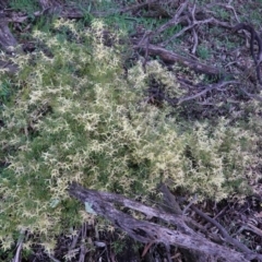 Clematis leptophylla at Deakin, ACT - 20 Sep 2020