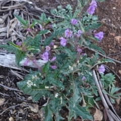 Solanum cinereum (Narrawa Burr) at Red Hill Nature Reserve - 20 Sep 2020 by JackyF