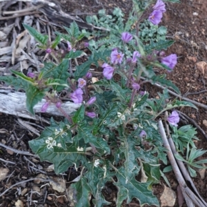 Solanum cinereum at Deakin, ACT - 20 Sep 2020