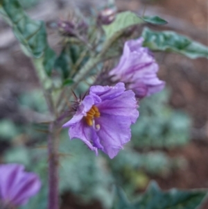 Solanum cinereum at Deakin, ACT - 20 Sep 2020 05:39 PM