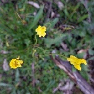 Goodenia pinnatifida at Deakin, ACT - 20 Sep 2020 05:44 PM