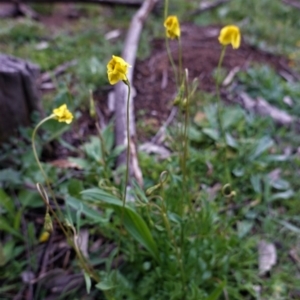 Goodenia pinnatifida at Deakin, ACT - 20 Sep 2020