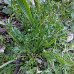 Goodenia pinnatifida at Deakin, ACT - 20 Sep 2020