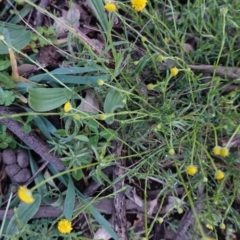 Calotis lappulacea (Yellow Burr Daisy) at Deakin, ACT - 20 Sep 2020 by JackyF