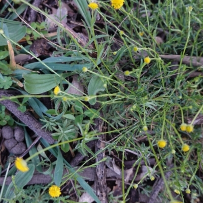 Calotis lappulacea (Yellow Burr Daisy) at Red Hill Nature Reserve - 20 Sep 2020 by JackyF