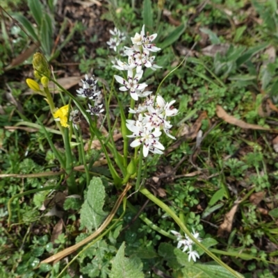 Wurmbea dioica subsp. dioica (Early Nancy) at Red Hill Nature Reserve - 20 Sep 2020 by JackyF