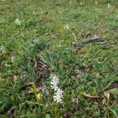 Wurmbea dioica subsp. dioica at Hughes, ACT - 20 Sep 2020