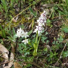 Wurmbea dioica subsp. dioica at Hughes, ACT - 20 Sep 2020