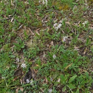 Wurmbea dioica subsp. dioica at Hughes, ACT - 20 Sep 2020