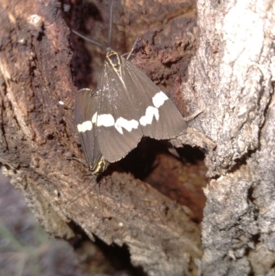 Nyctemera amicus (Senecio Moth, Magpie Moth, Cineraria Moth) at Molonglo Gorge - 19 Sep 2020 by RyuCallaway