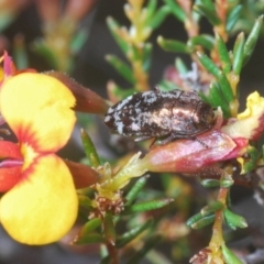 Diphucrania acuducta (Acuducta jewel beetle) at Bruce, ACT - 20 Sep 2020 by Harrisi