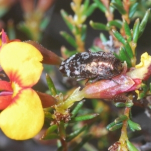 Diphucrania acuducta at Bruce, ACT - 20 Sep 2020