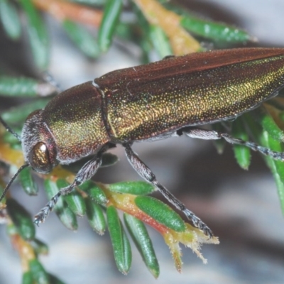 Melobasis propinqua (Propinqua jewel beetle) at Bruce Ridge to Gossan Hill - 20 Sep 2020 by Harrisi