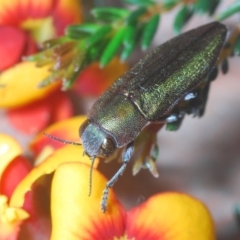 Melobasis propinqua at Bruce, ACT - 20 Sep 2020 05:48 PM