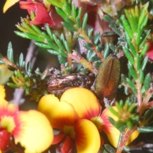 Melobasis propinqua at Bruce, ACT - 20 Sep 2020 05:48 PM