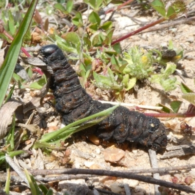 Apina callisto (Pasture Day Moth) at Tuggeranong Hill - 19 Sep 2020 by Owen