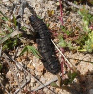 Apina callisto at Theodore, ACT - 19 Sep 2020 11:26 AM