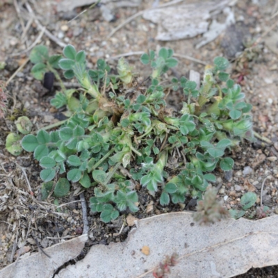 Trifolium sp. (Clover) at O'Connor, ACT - 18 Sep 2020 by ConBoekel