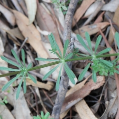 Galium aparine (Goosegrass, Cleavers) at O'Connor, ACT - 19 Sep 2020 by ConBoekel